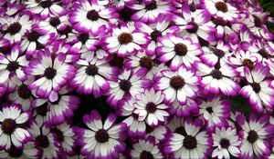 Preview wallpaper cineraria, flowers, bright, colorful, petals