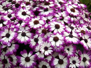 Preview wallpaper cineraria, flowers, bright, colorful, petals