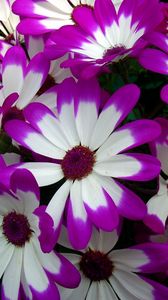 Preview wallpaper cineraria, flowers, bright, colorful, petals