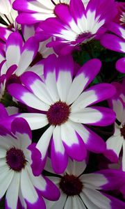 Preview wallpaper cineraria, flowers, bright, colorful, petals