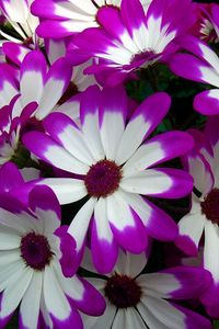 Preview wallpaper cineraria, flowers, bright, colorful, petals