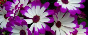 Preview wallpaper cineraria, flowers, bright, colorful, petals