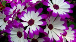 Preview wallpaper cineraria, flowers, bright, colorful, petals