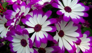 Preview wallpaper cineraria, flowers, bright, colorful, petals