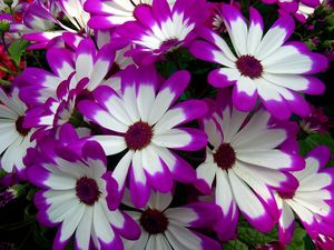 Preview wallpaper cineraria, flowers, bright, colorful, petals