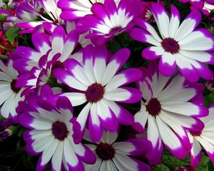 Preview wallpaper cineraria, flowers, bright, colorful, petals