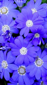 Preview wallpaper cineraria, flowers, bright, colorful, petals