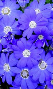 Preview wallpaper cineraria, flowers, bright, colorful, petals