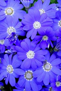 Preview wallpaper cineraria, flowers, bright, colorful, petals