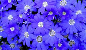 Preview wallpaper cineraria, flowers, bright, colorful, petals