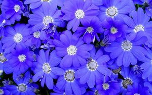 Preview wallpaper cineraria, flowers, bright, colorful, petals