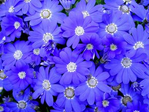 Preview wallpaper cineraria, flowers, bright, colorful, petals