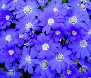 Preview wallpaper cineraria, flowers, bright, colorful, petals