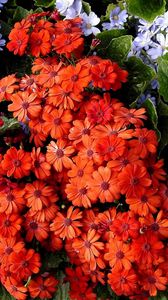 Preview wallpaper cineraria, flowers, bright, colorful, different, leaves