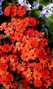 Preview wallpaper cineraria, flowers, bright, colorful, different, leaves