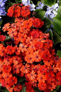 Preview wallpaper cineraria, flowers, bright, colorful, different, leaves