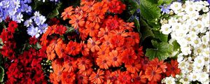Preview wallpaper cineraria, flowers, bright, colorful, different, leaves
