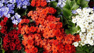 Preview wallpaper cineraria, flowers, bright, colorful, different, leaves