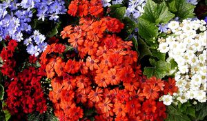 Preview wallpaper cineraria, flowers, bright, colorful, different, leaves