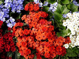 Preview wallpaper cineraria, flowers, bright, colorful, different, leaves