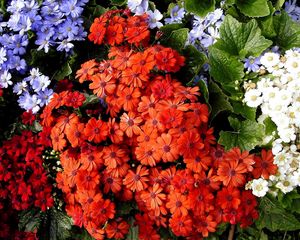 Preview wallpaper cineraria, flowers, bright, colorful, different, leaves