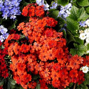 Preview wallpaper cineraria, flowers, bright, colorful, different, leaves