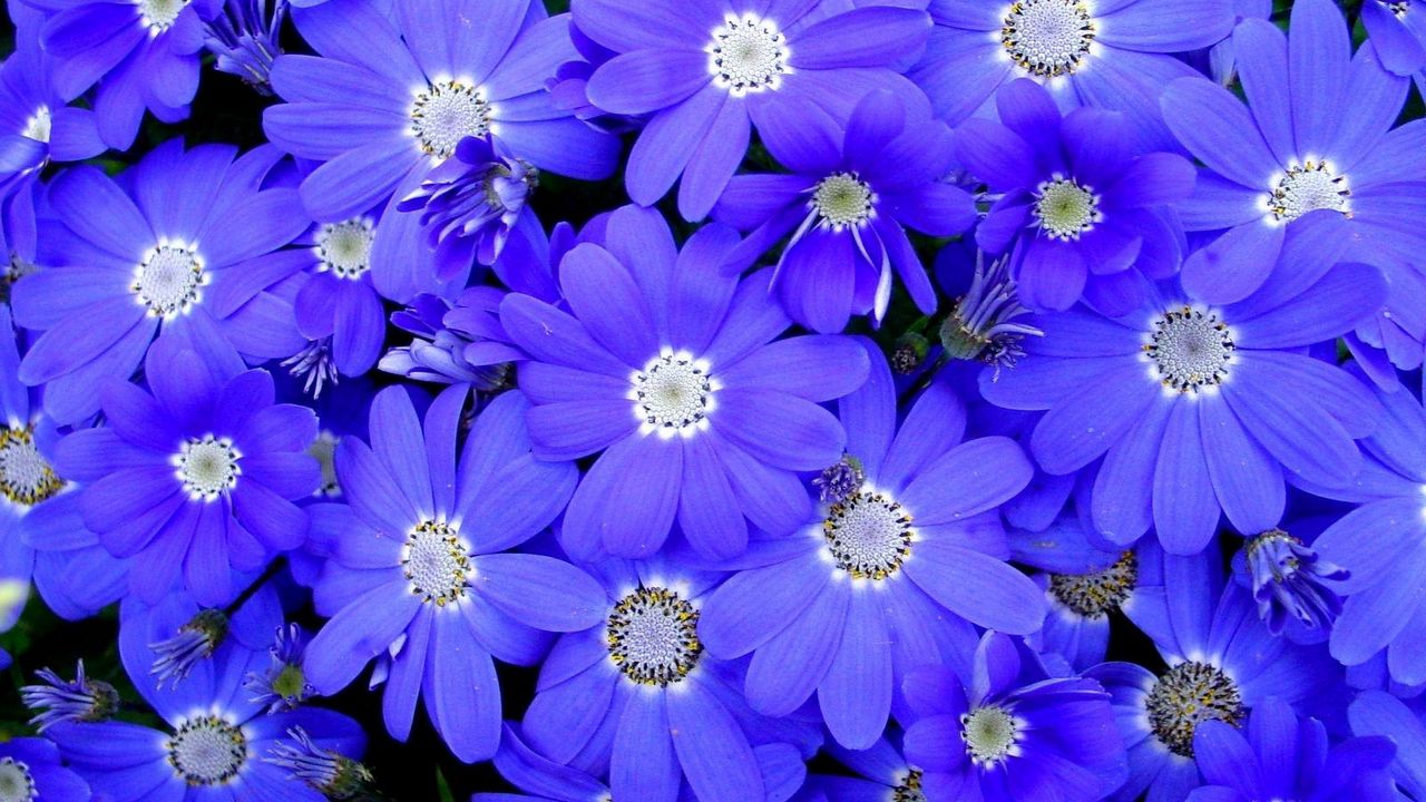 Wallpaper cineraria, flowers, bright, colorful, petals hd, picture, image