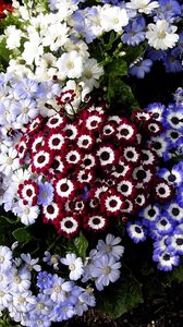 Preview wallpaper cineraria, flowers, colorful, different, flowerbed