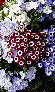 Preview wallpaper cineraria, flowers, colorful, different, flowerbed