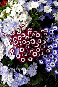 Preview wallpaper cineraria, flowers, colorful, different, flowerbed