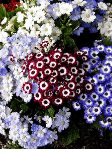 Preview wallpaper cineraria, flowers, colorful, different, flowerbed