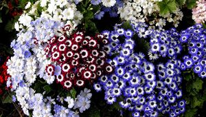 Preview wallpaper cineraria, flowers, colorful, different, flowerbed