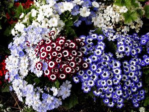 Preview wallpaper cineraria, flowers, colorful, different, flowerbed