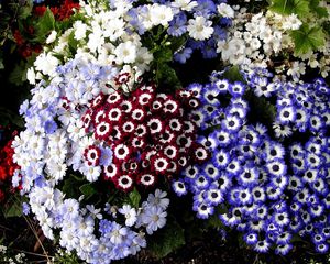 Preview wallpaper cineraria, flowers, colorful, different, flowerbed