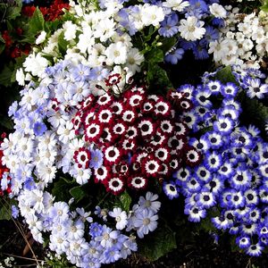 Preview wallpaper cineraria, flowers, colorful, different, flowerbed