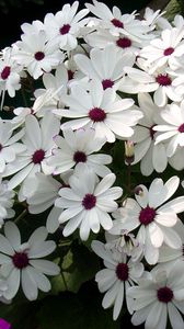 Preview wallpaper cineraria, flowers, flowerbed, snow-white