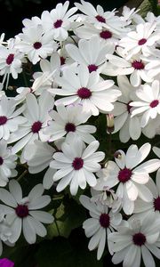 Preview wallpaper cineraria, flowers, flowerbed, snow-white