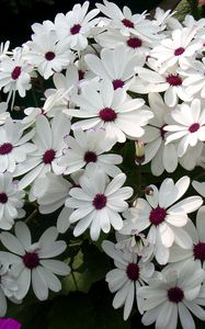 Preview wallpaper cineraria, flowers, flowerbed, snow-white