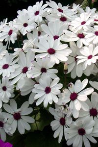 Preview wallpaper cineraria, flowers, flowerbed, snow-white