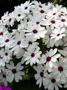 Preview wallpaper cineraria, flowers, flowerbed, snow-white