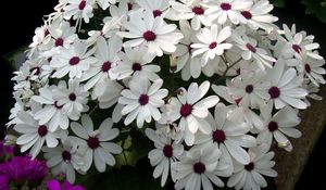 Preview wallpaper cineraria, flowers, flowerbed, snow-white