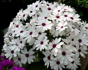 Preview wallpaper cineraria, flowers, flowerbed, snow-white