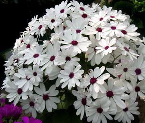 Preview wallpaper cineraria, flowers, flowerbed, snow-white