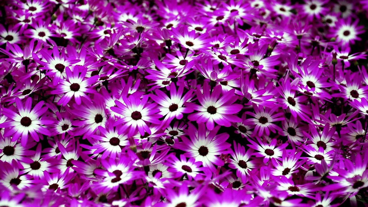 Wallpaper cineraria, flowers, two-color, bright