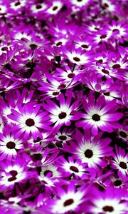 Preview wallpaper cineraria, flowers, two-color, bright