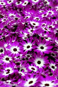 Preview wallpaper cineraria, flowers, two-color, bright