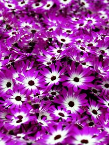 Preview wallpaper cineraria, flowers, two-color, bright