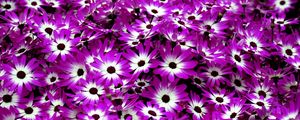 Preview wallpaper cineraria, flowers, two-color, bright