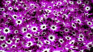 Preview wallpaper cineraria, flowers, two-color, bright