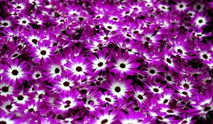 Preview wallpaper cineraria, flowers, two-color, bright